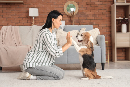Pretty young woman training her cute Beagle dog at home