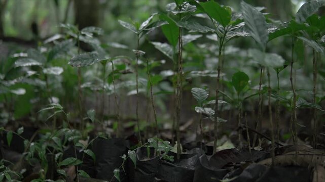 Young green plant saplings growing in polybags at a forest nursery, cinematic 4K footage.