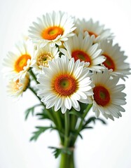 Fototapeta premium White daisy flowers with orange centers bundled together on a plain white background. Fresh petals and green stems suggest nature and a new beginning.
