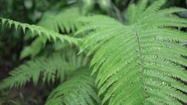 Cinematic close-up of lush green fern leaves in a tropical rainforest, 4K footage.