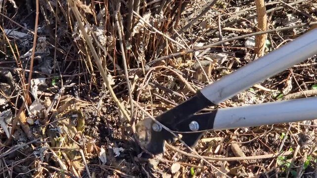 Pruning branches and young shoots of a tree with a large pruner with long handles. Gardener's work close-up. Working with a hand garden tool in the park. The process of pruning excess vegetation