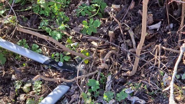 Pruning branches and young shoots of a tree with a large pruner with long handles. Gardener's work close-up. Working with a hand garden tool in the park. The process of pruning excess vegetation