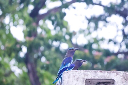 The Indian roller (Arundo donax) is a beautifully colored bird, distinguished by its bright blue wings and tail, which are clearly visible in flight.