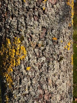 Diospyros lotus
Plaqueminier lotier, Faux lotier, Guyac de Tadone, Kaki lotus, Plaqueminier d&rsquo;Europe, Plaqueminier d'Italie, Plaqueminier du Levant, Prunier,dattier, Lotier de Chine