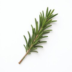 Fototapeta premium Close Up Fresh Green Rosemary Herb Sprig on White Background in Studio