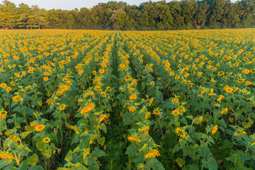 Fototapeta premium 63801-16406 Aerial view of a Sunflower field at sunrise Jasper Co. IL