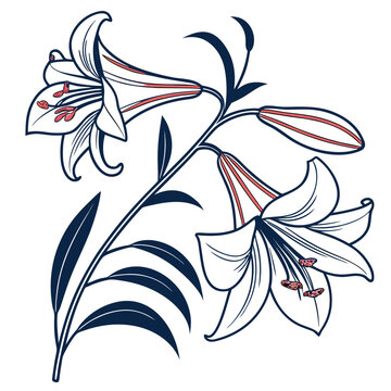 Lapageria Bloom Hand Drawn Clipart