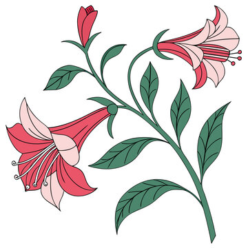 Lapageria Flower Vector Botanical Illustration