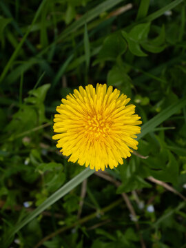 Dandelion Flower Top View
