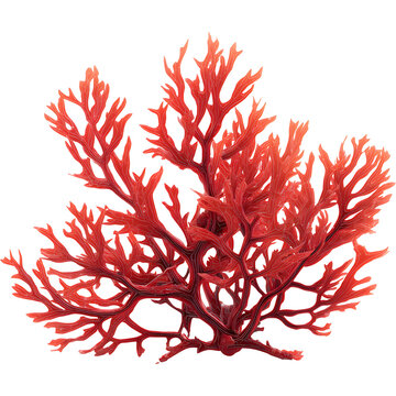 astaxanthin extract 