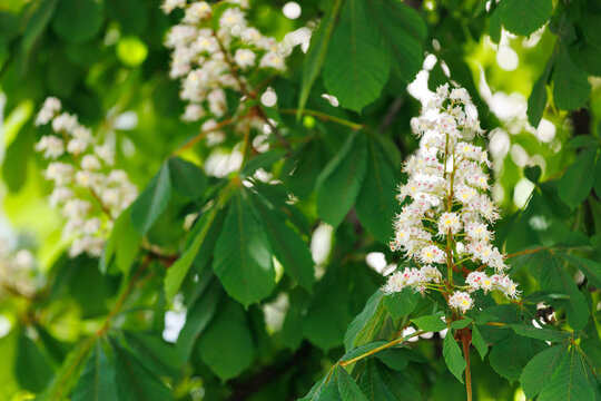 White horse chestnut tree flowers blooming in spring garden (Aesculus hippocastanum).