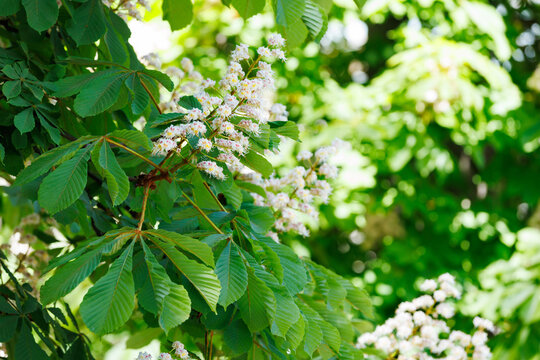 White blooming horse chestnut tree branch with green leaves in spring park (Aesculus hippocastanum).