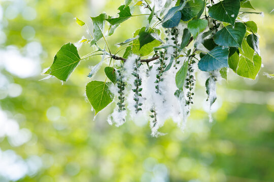Poplar tree branch with white fluff and green leaves in summer park.