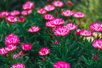 Fototapeta premium Hong Kong Flower Show 2026