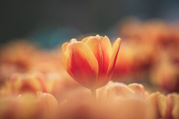 Fototapeta premium Vibrant Tulip in Full Bloom