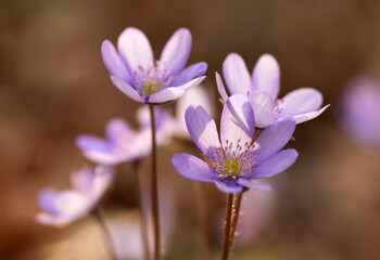  Wiosenne kwiaty przylaszczki pospolitej (Anemone hepatica) kwitnące w lesie © mycatherina