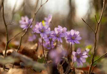  Wiosenne kwiaty przylaszczki pospolitej (Anemone hepatica) kwitnące w lesie © mycatherina