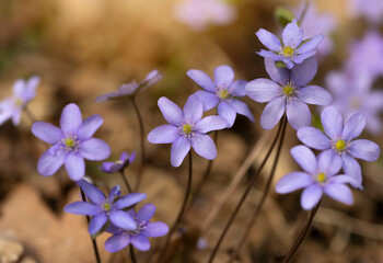  Wiosenne kwiaty przylaszczki pospolitej (Anemone hepatica) kwitnące w lesie © mycatherina