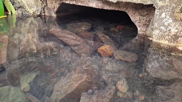 snall shallow water stream flowing from beneath a rocky bank or a culvert entrance.The water is clear, revealing stones and debris on the stream bed with many small fish swimming. Small tunnel or drai