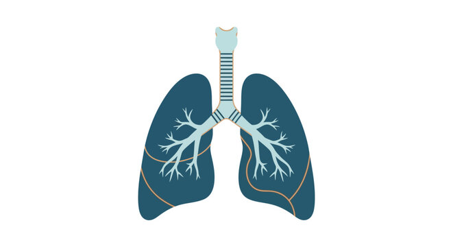 Illustration of Human Lungs and Respiratory System Anatomy Isolated on White Background
