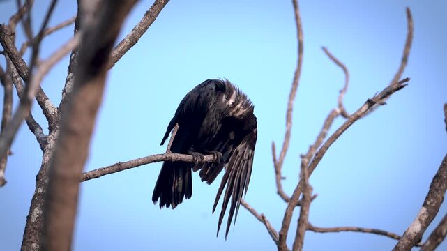 Wet crow sitting on leafless tree branch after bathing in India 4k