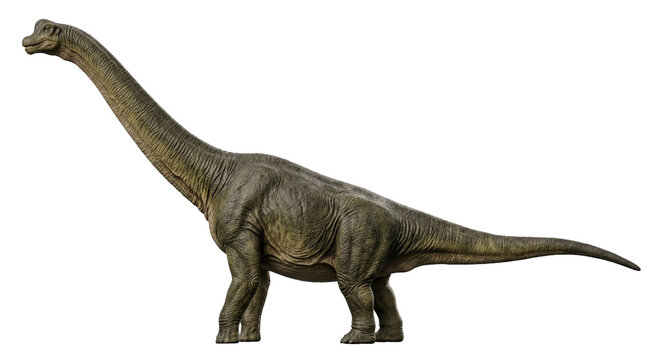 Brontosaurus Dinosaur Realistic Illustration Isolated on White Background