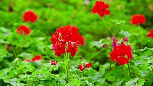A variety of geranium flowers with lush green foliage grow in a greenhouse or gardening center.