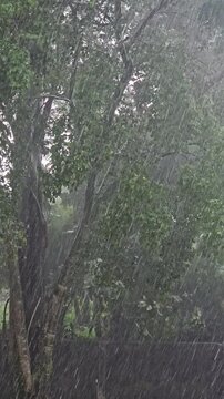 A powerful tropical thunderstorm unceasingly hammers down sheets of heavy rain onto lush green trees and wet foliage, blurring the landscape under an overcast grey sky in Southeast Asia.