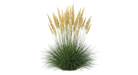 Obraz premium Pampas Grass Plant Isolated on White Background