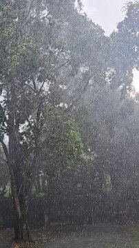 A powerful tropical thunderstorm unceasingly hammers down sheets of heavy rain onto lush green trees and wet foliage, blurring the landscape under an overcast grey sky in Southeast Asia.
