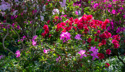 Fototapeta premium Beautiful blooming azalea with delicate flowers.