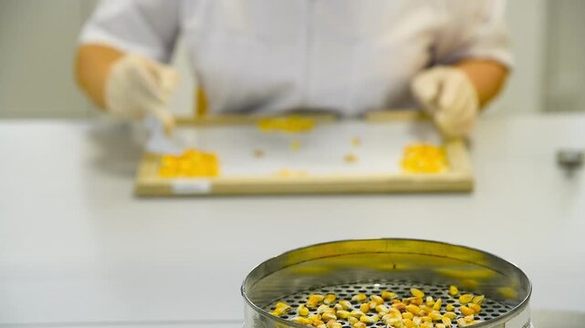 Bright yellow corn kernels in laboratory. Laboratory for processing and acceptance of corn grain.