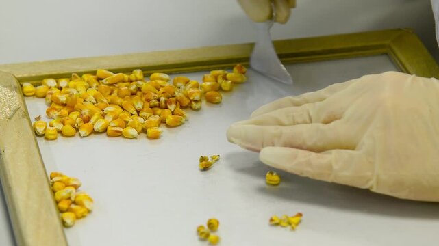Bright yellow corn kernels in laboratory. Laboratory for processing and acceptance of corn grain.