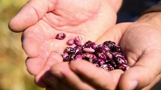 A person studies or demonstrates beans grown in a farmer's field.