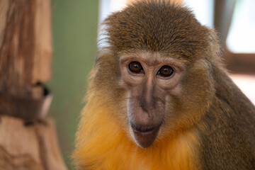 Obraz premium Close up monkey portrait with blurred background