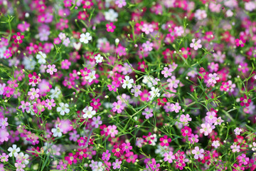 Fototapeta premium Vibrant Flower Field with Delicate Pink and White Blossoms