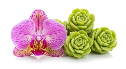 Fototapeta premium Vibrant Pink Orchid Flower and Green Succulent Plants Isolated on White Background