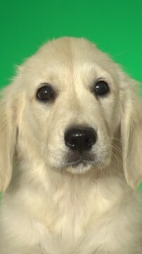 golden retriever puppy on green background