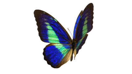 Isolated stunning iridescent blue and green tropical butterfly with gracefully spread wings. © darietta