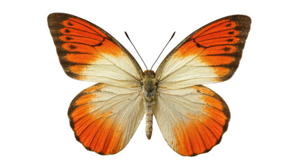 Isolated vibrant orange and cream butterfly with detailed wing patterns, natural insect specimen © darietta