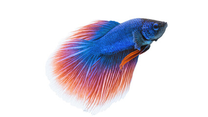 Isolated Betta fish, a magnificent Siamese fighting fish with vibrant blue and orange fins © darietta