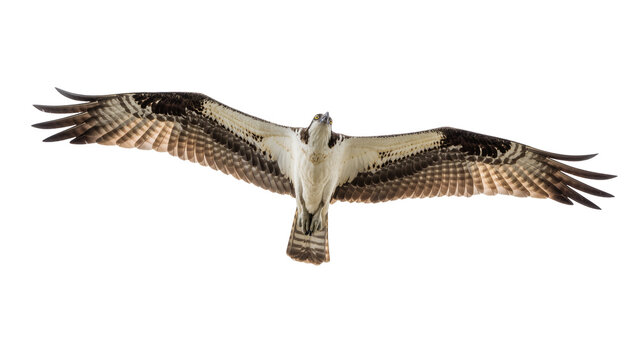 Isolated majestic osprey in flight, soaring with impressive powerful wings spread wide