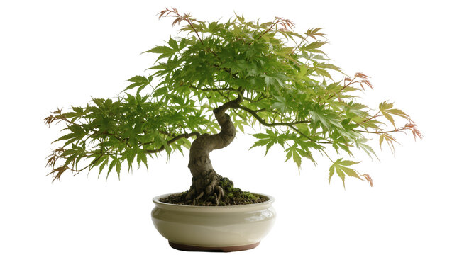 Isolated Japanese maple bonsai tree in a ceramic pot, beautiful traditional miniature plant art