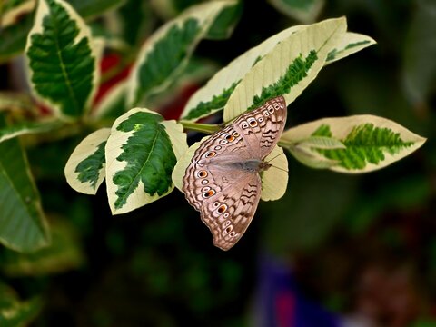 Junonia atlites, commonly known as the grey pansy butterfly, perched gracefully on a green leaf. This delicate butterfly is recognized by its pale grey wings adorned with intricate eye spots and wavy 