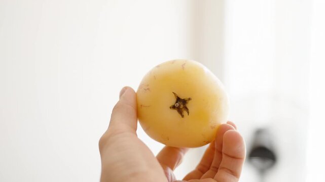Pepino Fruit Held in Hand and Spun Around.