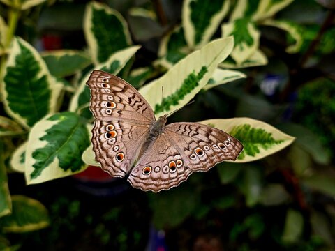 Junonia atlites, commonly known as the grey pansy butterfly, perched gracefully on a green leaf. This delicate butterfly is recognized by its pale grey wings adorned with intricate eye spots and wavy 
