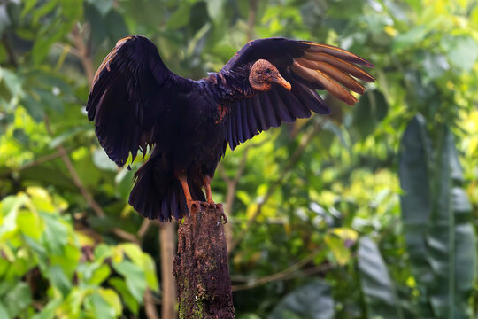 The black vulture (Coragyps atratus), also known as the American black vulture, sitting in its natural habitat with outstretched wings. A large black scavenging bird.