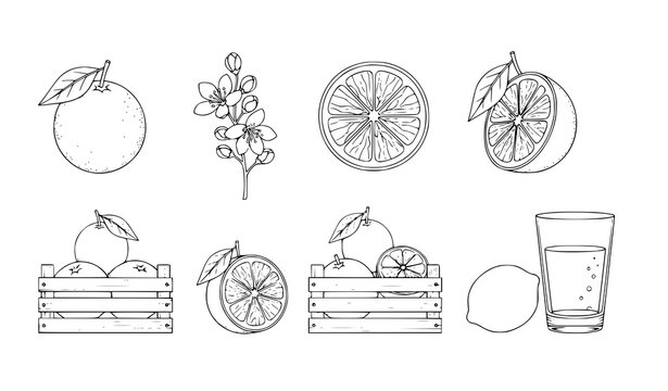 Elegant citrus line art set with orange lemon blossom twig crate and juice glass isolated on white