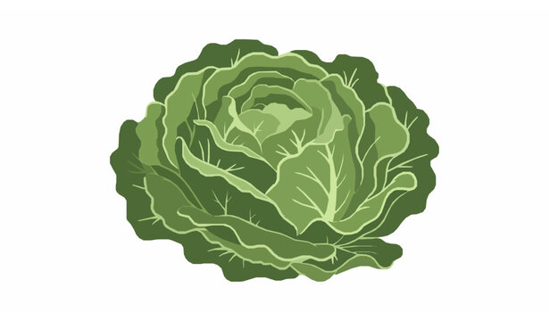Fresh green lettuce head vector with layered crisp leaves simple flat salad ingredient illustration