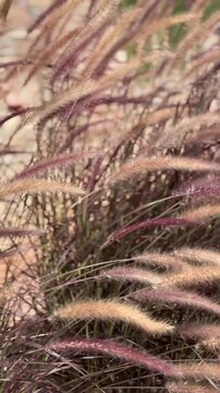 Red Pennisetum ornamental grass flowing in the wind at sunset